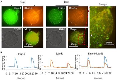 Mitochondrial Ca2 + Is Related to Mitochondrial Activity and Dynamic Events in Mouse Oocytes